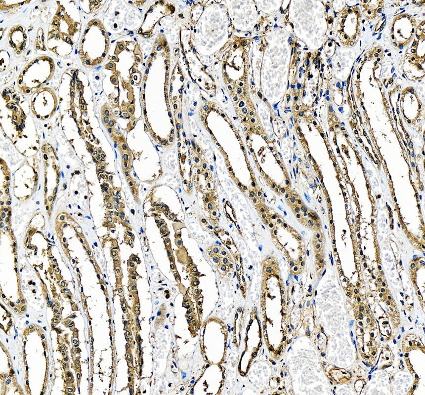 a04887 1 smc4 primary antibodies ihc testing 1