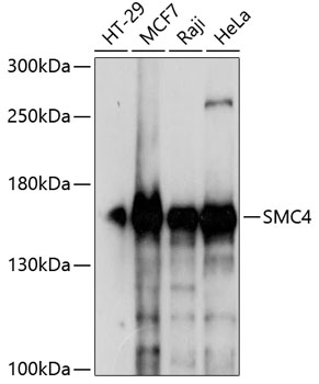 a04887 smc4 primary antiboties wb testing 1
