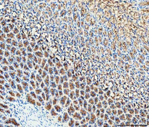 a04890 2 rab27b primary antibodies ihc testing 4