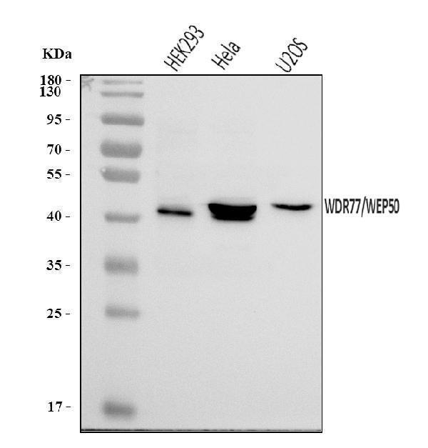  Western blot analysis of WDR77 using anti-WDR77 antibody (A04894-1)