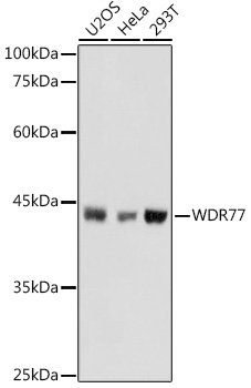 Western blot analysis of extracts of various cell lines, using WDR77 antibody  at 1:1000 dilution