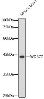 Western blot analysis of extracts of Mouse brain, using WDR77 antibody  at 1:1000 dilution