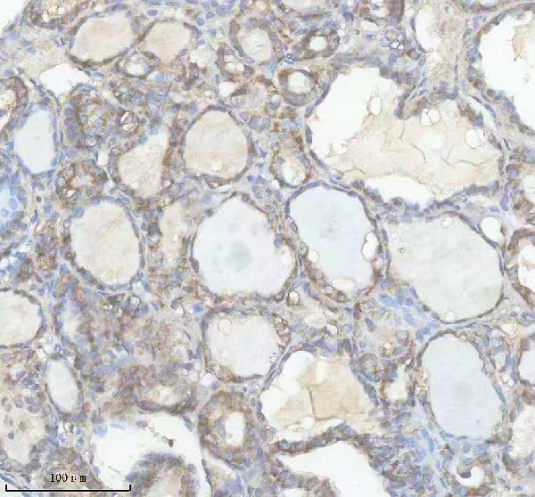 a04895 2 fuca primary antibodies ihc testing 2
