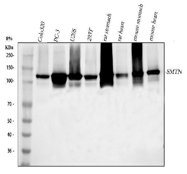 a04895 2 smtn primary antibodies wb testing 1