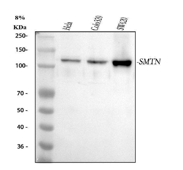 a04895 smtn primary antibodies wb testing 1
