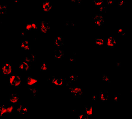 a04899 1 bbc3 primary antibodies if testing 6