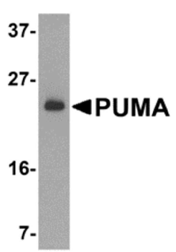a04899 1 bbc3 primary antibodies wb testing 1