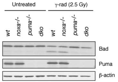 a04899 1 bbc3 primary antibodies wb testing 7