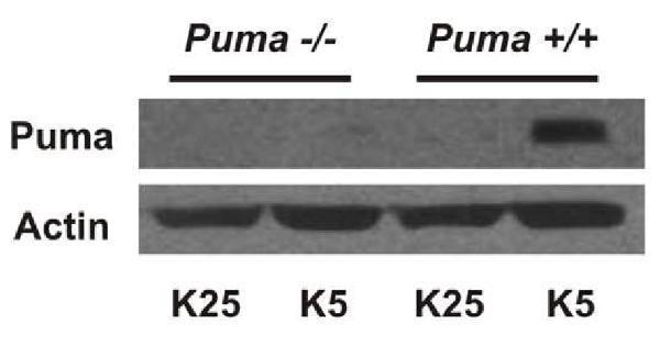a04899 1 bbc3 primary antibodies wb testing 8
