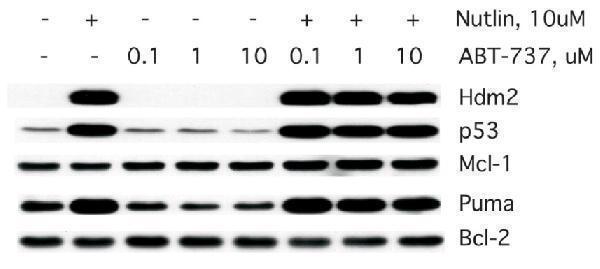 a04899 1 bbc3 primary antibodies wb testing 9