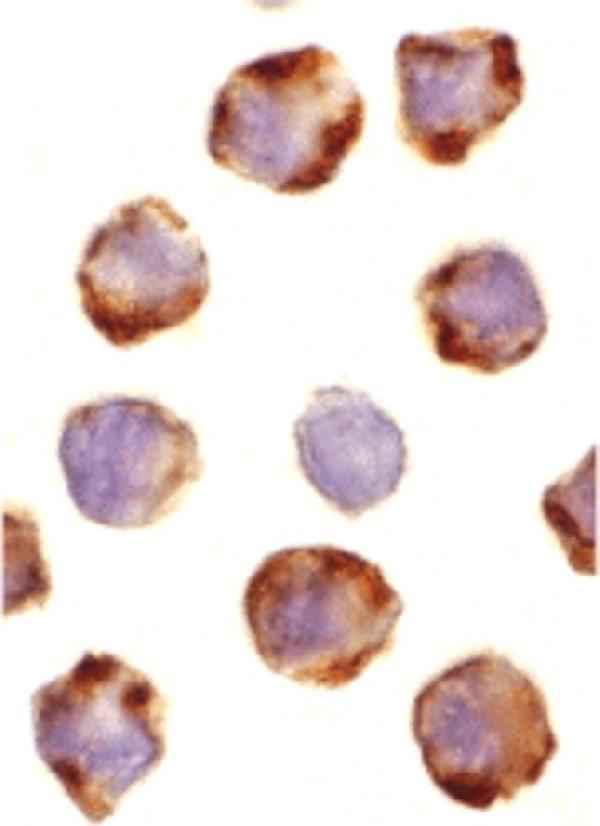 a04899 bbc3 primary antibodies icc testing 6