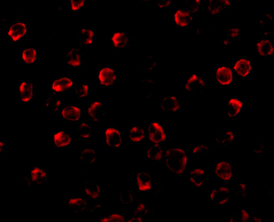 a04899 bbc3 primary antibodies if testing 5