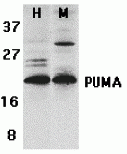 a04899 bbc3 primary antibodies wb testing 1