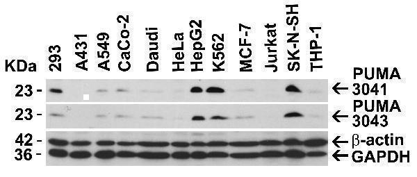 a04899 bbc3 primary antibodies wb testing 2
