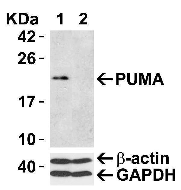 a04899 bbc3 primary antibodies wb testing 3