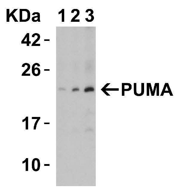 a04899 bbc3 primary antibodies wb testing 4