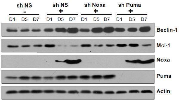 a04899 bbc3 primary antibodies wb testing 7