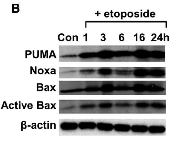 a04899 bbc3 primary antibodies wb testing 8