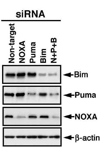 a04899 bbc3 primary antibodies wb testing 9
