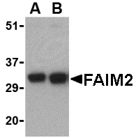 Western blot analysis of FAIM2 in EL4 cell lysate with FAIM2 antibody at (A) 0