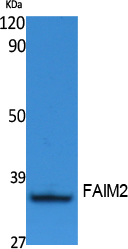 a04900 faim2 primary antibodies wb testing 1