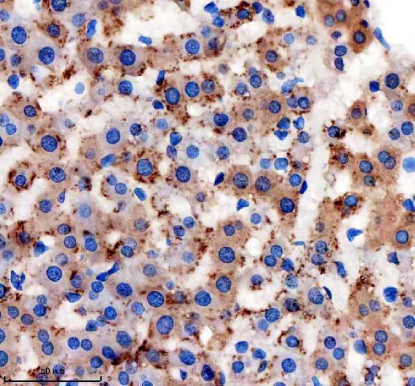a04902 1 nsdhl primary antibodies ihc testing 4