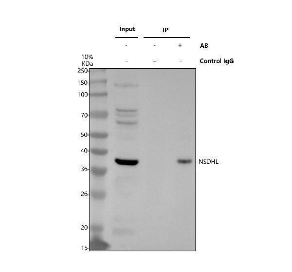 a04902 1 nsdhl primary antibodies ip testing 1