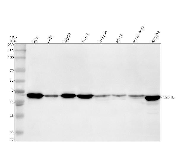 Western blot analysis of NSDHL using anti-NSDHL antibody (A04902-1)