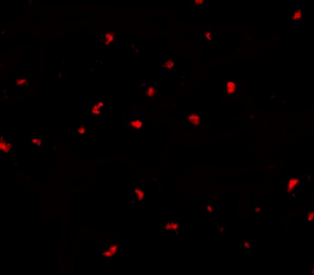 a04903 pak6 primary antibodies if testing 3