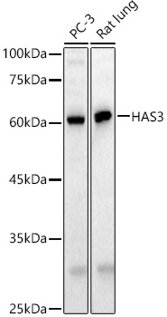 a04910 has3 primary antiboties wb testing 1