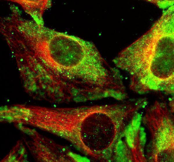 IF analysis of PHLDA2 using anti-PHLDA2 antibody (A04912-3) and anti-Alpha Tubulin antibody (M03989-3)