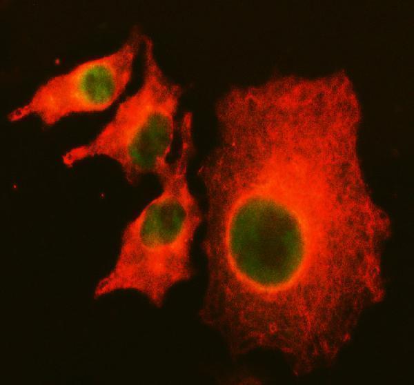 IF analysis of SEC5/EXOC2 using anti-SEC5/EXOC2 antibody (A04913-2) and anti-Alpha Tubulin antibody (M03989-3)