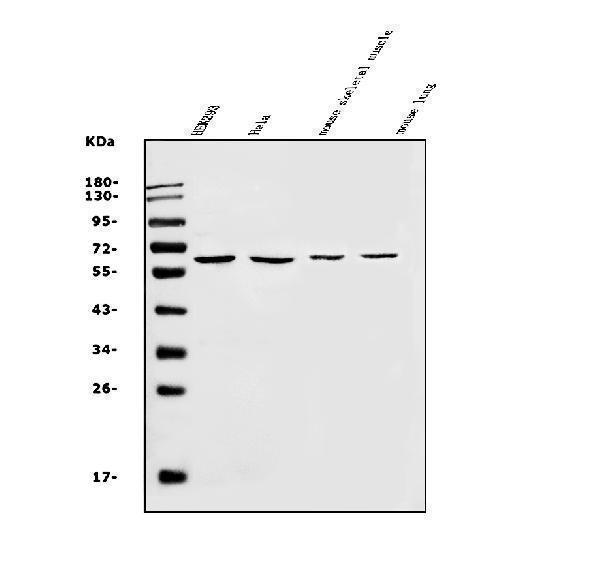 a04914 1 slc22a3 primary antibodies wb testing 1