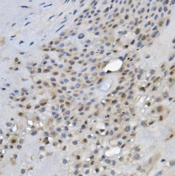 a04915 2 rec8 primary antibodies ihc testing 2