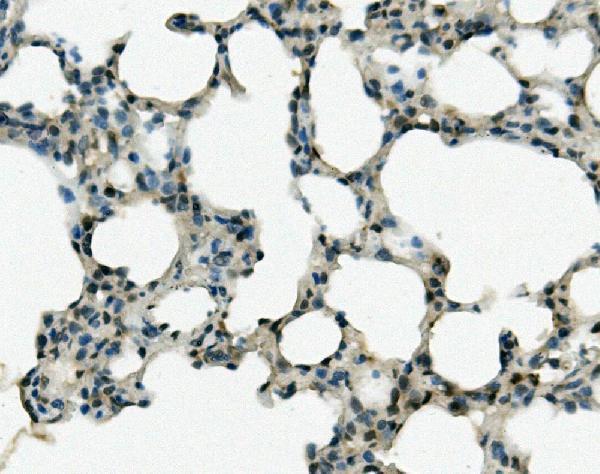 a04915 2 rec8 primary antibodies ihc testing 4