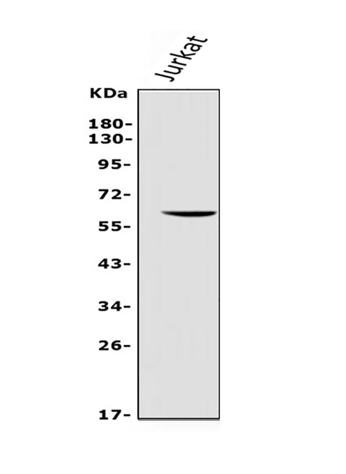 a04915 2 rec8 primary antibodies wb testing 1_