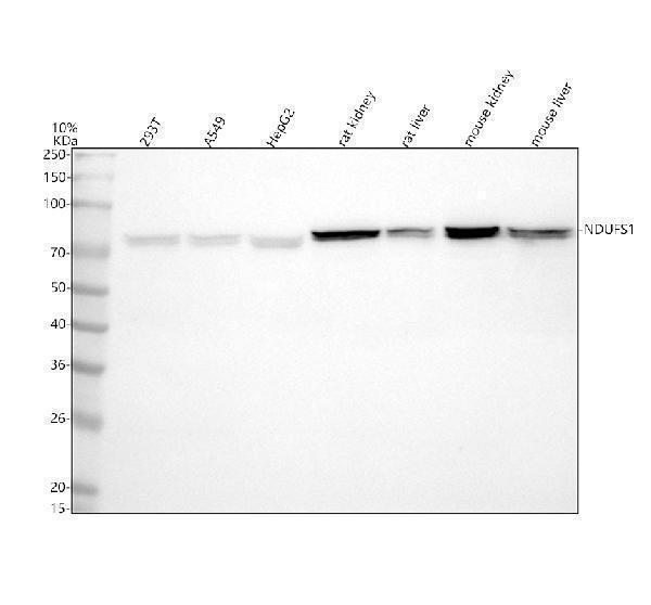 a04920 1 ndufs1 primary antibodies wb testing 1