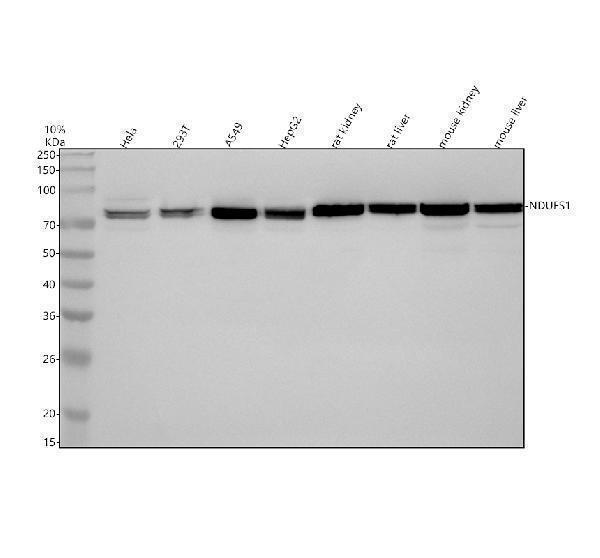 a04920 1 ndufs1 primary antibodies wb testing 1_1