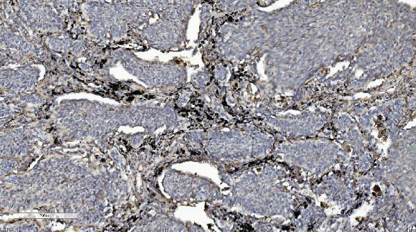 a04921 1 cmbl primary antibodies ihc testing 4