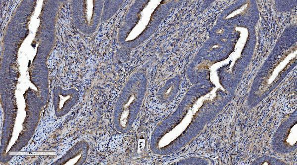 a04921 1 cmbl primary antibodies ihc testing 5