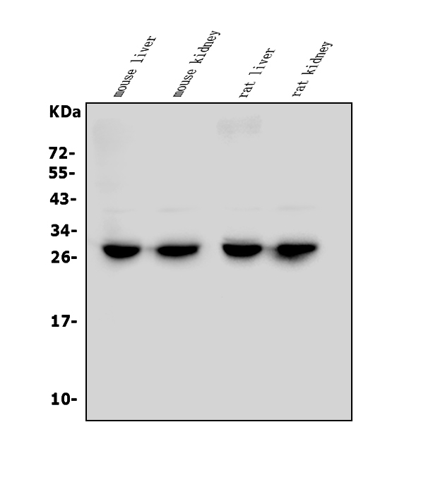 a04921 cmbl primary antibodies wb testing 1