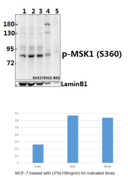 a04922s360 rps6ka5 primary antiboties wb testing 1