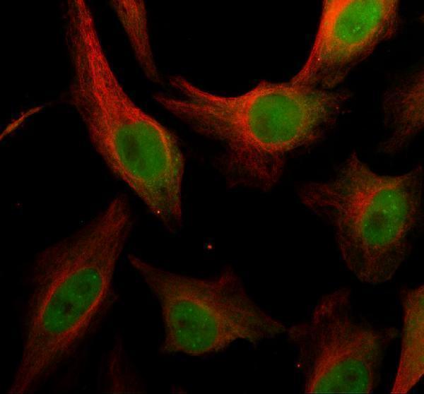 IF analysis of DHX36 using anti-DHX36 antibody (A04923-2) and anti-Alpha Tubulin antibody (M03989-3)