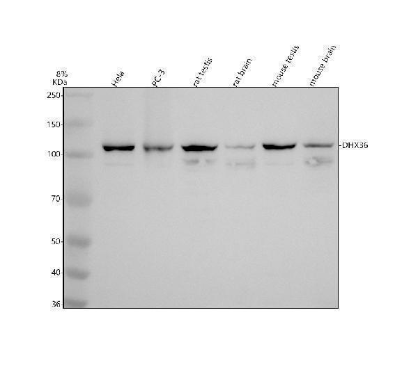 Western blot analysis of DHX36 using anti-DHX36 antibody (A04923-2)