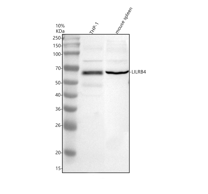 a04924 2 lilrb4 primary antibodies wb testing 1
