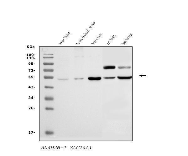 a04926 1 slc14a1 primary antibodies wb testing 1