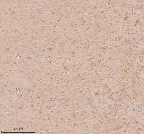 a04926 2 slc14a1 primary antibodies ihc testing 6