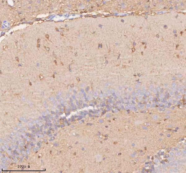 a04926 2 slc14a1 primary antibodies ihc testing 9