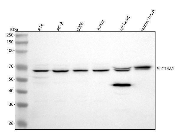  Western blot analysis of UT-B/SLC14A1 using anti-UT-B/SLC14A1 antibody (A04926-2)