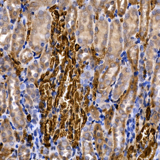 Immunohistochemistry of paraffin-embedded mouse kidney using SLC14A1 Rabbit pAb  at dilution of 1:200 